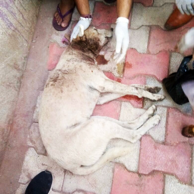 Canine with stab wound cured