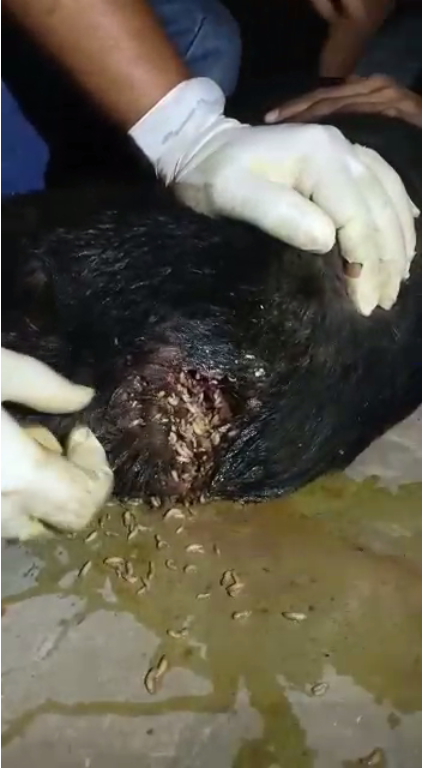 Successfully treated an injured dog with maggots infestation
