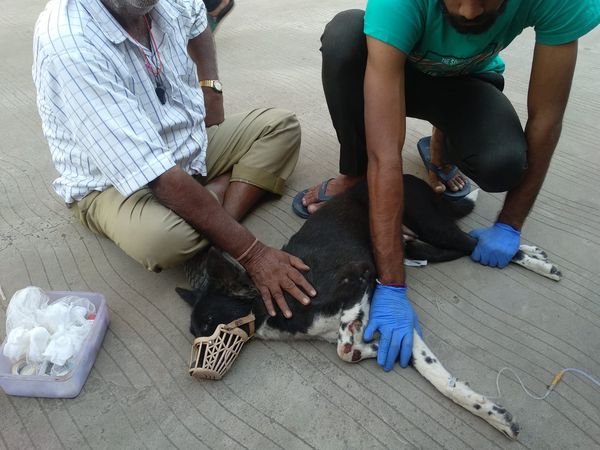 A pooch with severe stomach infection cured 
