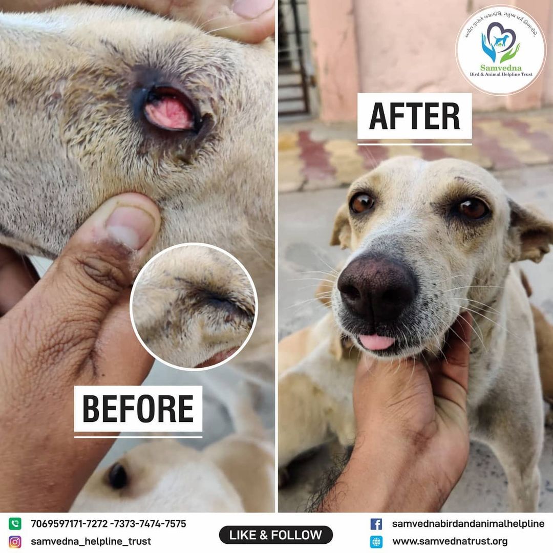 Treated a dog with eye infection