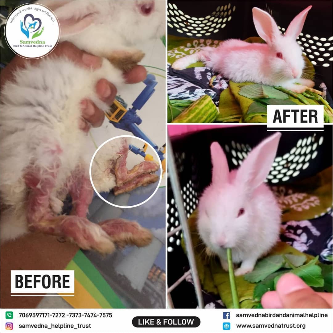Bunny with leg injuries cured