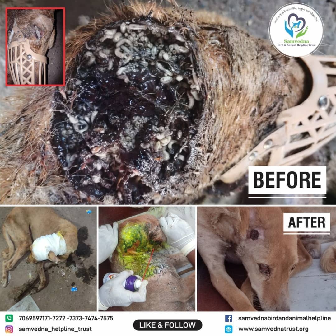 homeless dog infested by hundreds of maggots recovered